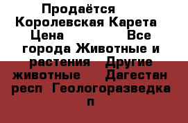 Продаётся!     Королевская Карета › Цена ­ 300 000 - Все города Животные и растения » Другие животные   . Дагестан респ.,Геологоразведка п.